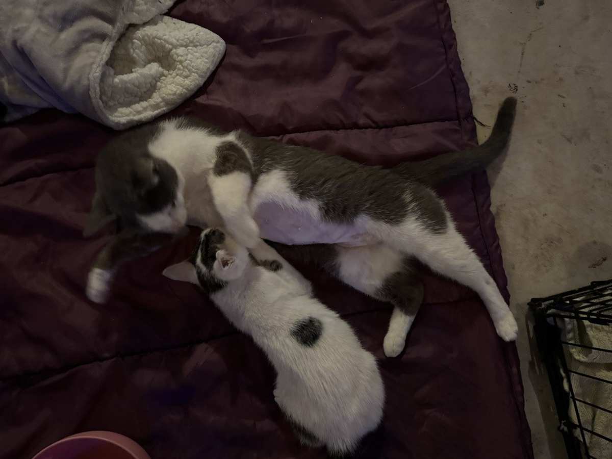 LUCY - Domestic Shorthair available for adoption