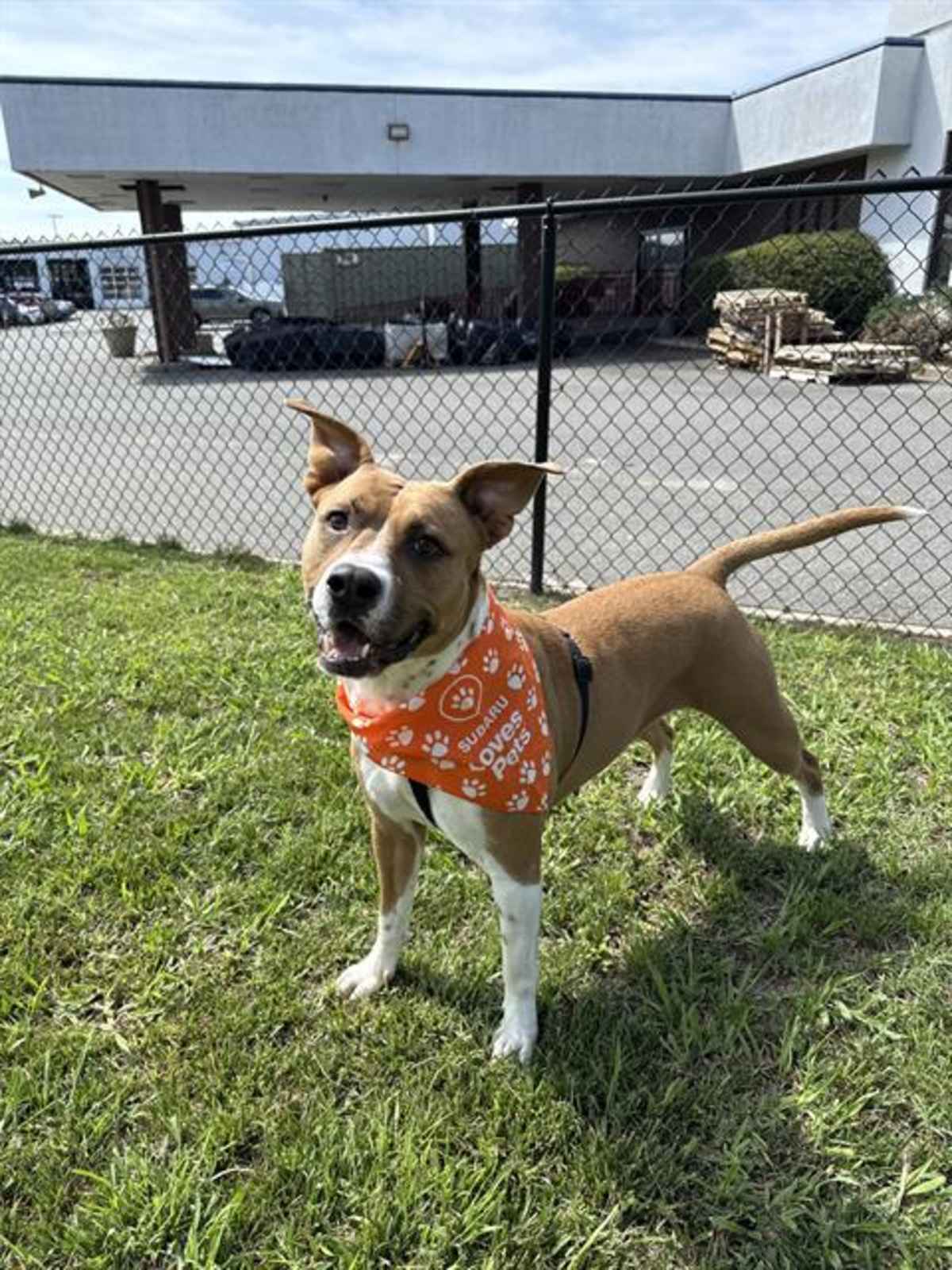 REMY - American Pit Bull Terrier available for adoption