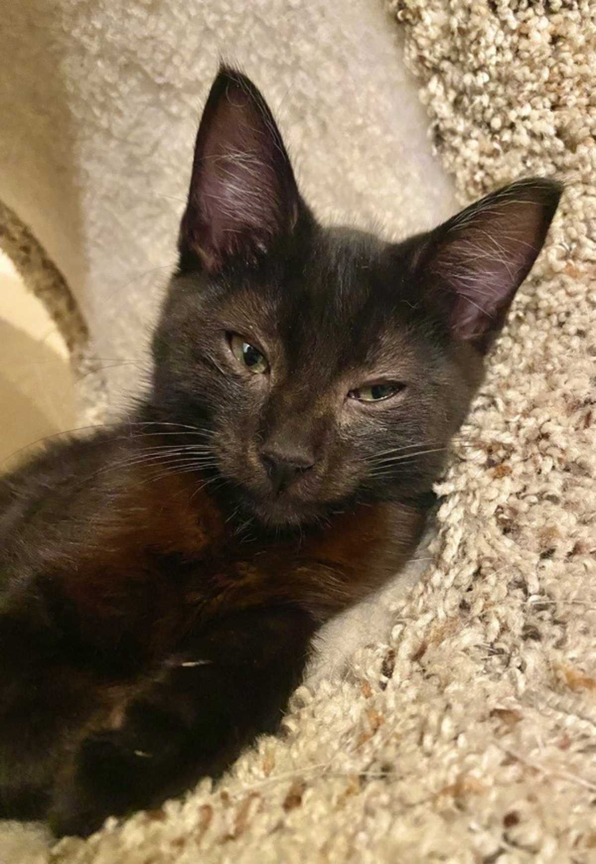 AUGUSTUS - Domestic Shorthair available for adoption