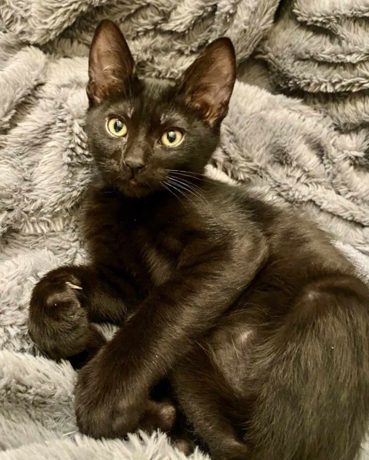 KLAUS - Domestic Shorthair for adoption in Vallejo