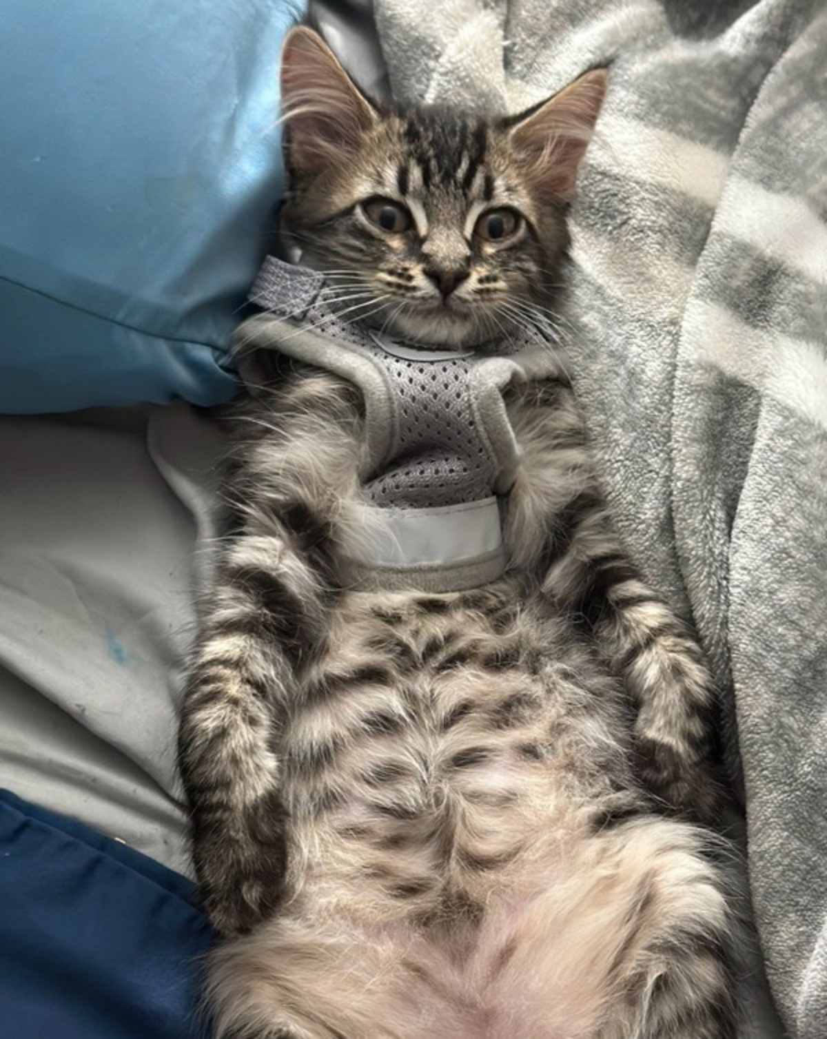 OSCAR - Domestic Shorthair for adoption in Vallejo