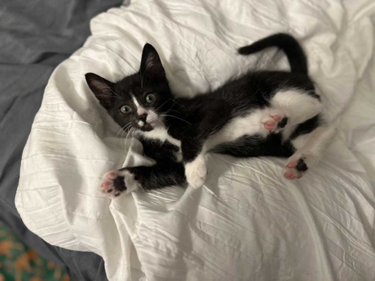 FRISBEE - Domestic Shorthair for adoption in Vallejo