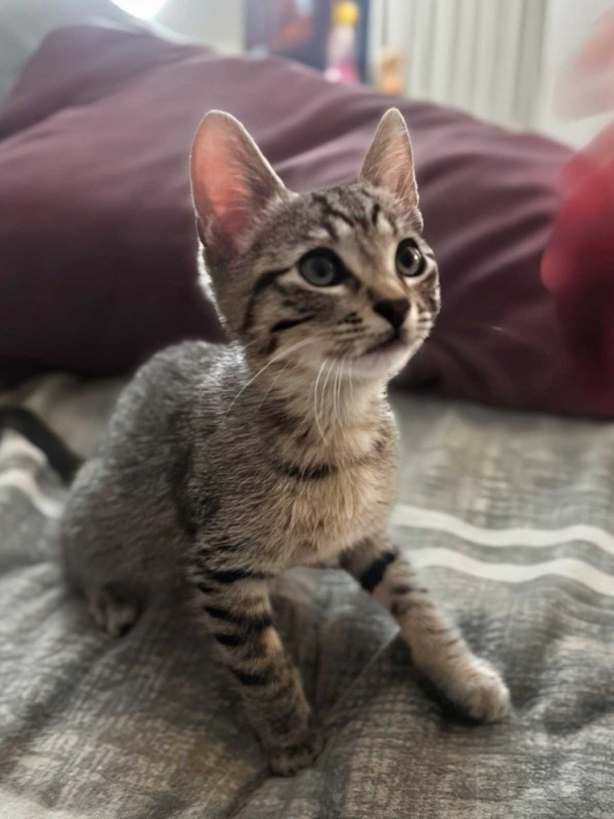 COWBOY - Domestic Shorthair for adoption in Vallejo