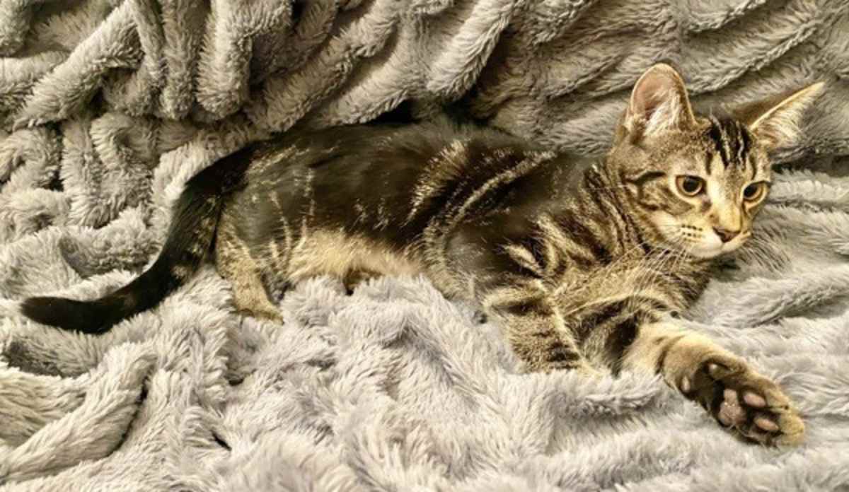 GNOCCHI - Domestic Shorthair available for adoption