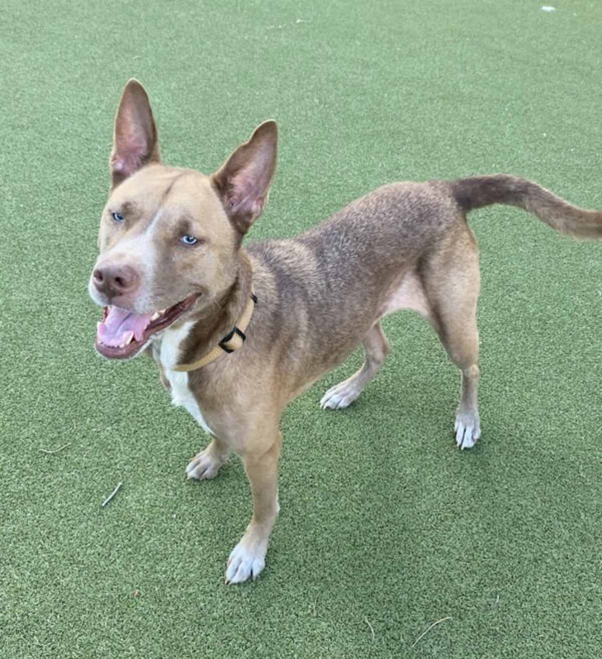 BRANDY - American Pit Bull Terrier / Alaskan Malamute available for adoption