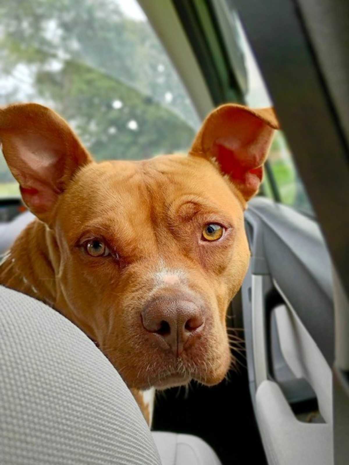 NOEL - Staffordshire Bull Terrier / American Pit Bull Terrier available for adoption