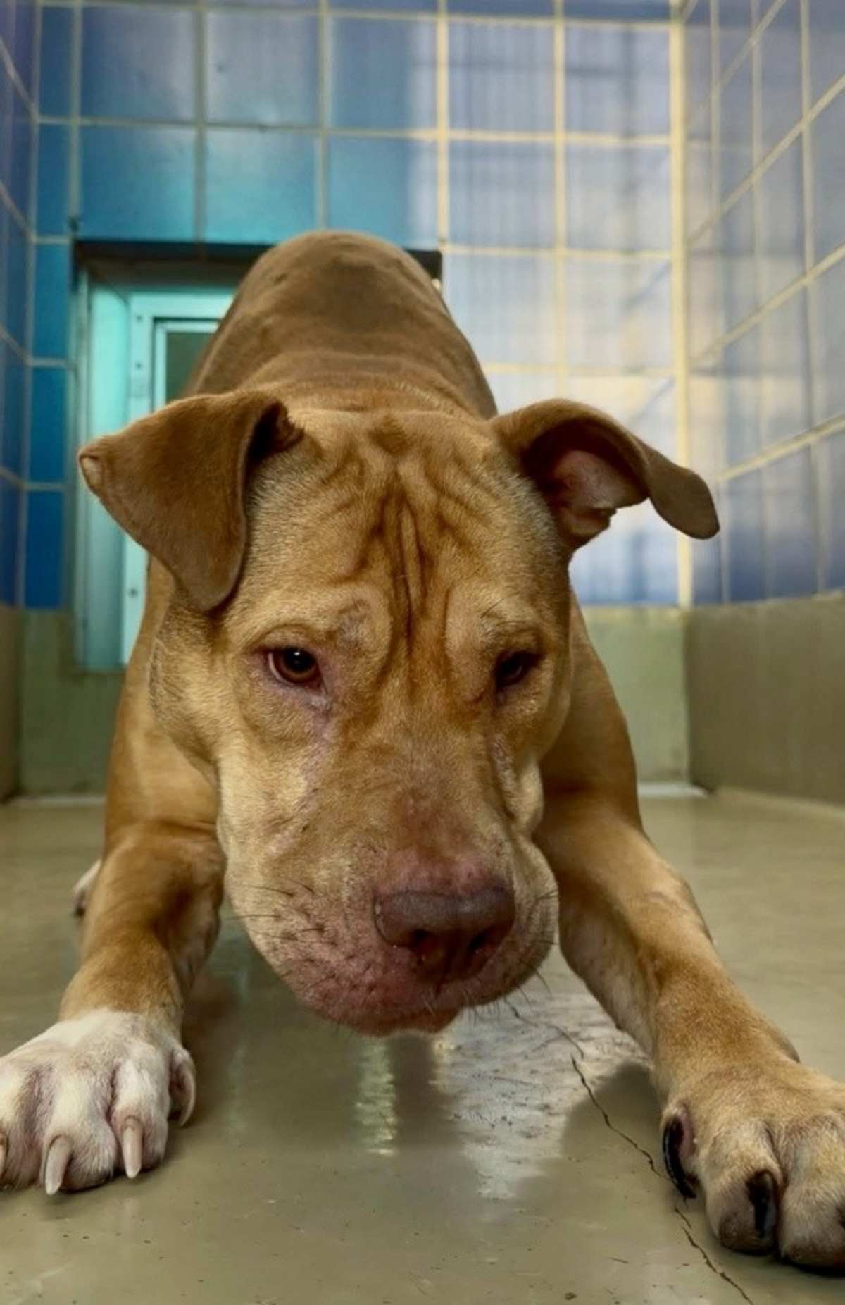 BUTTERNUT - American Pit Bull Terrier available for adoption