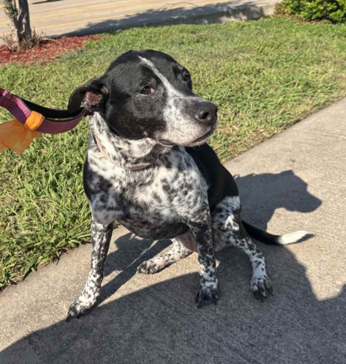 ELLIE - Australian Cattle Dog available for adoption