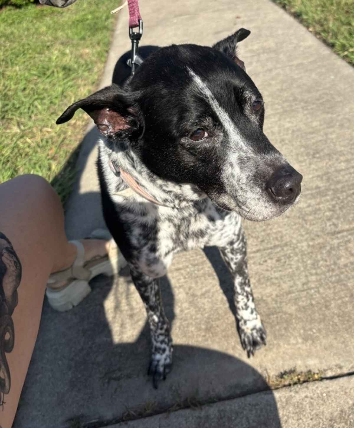 ELLIE - Australian Cattle Dog available for adoption