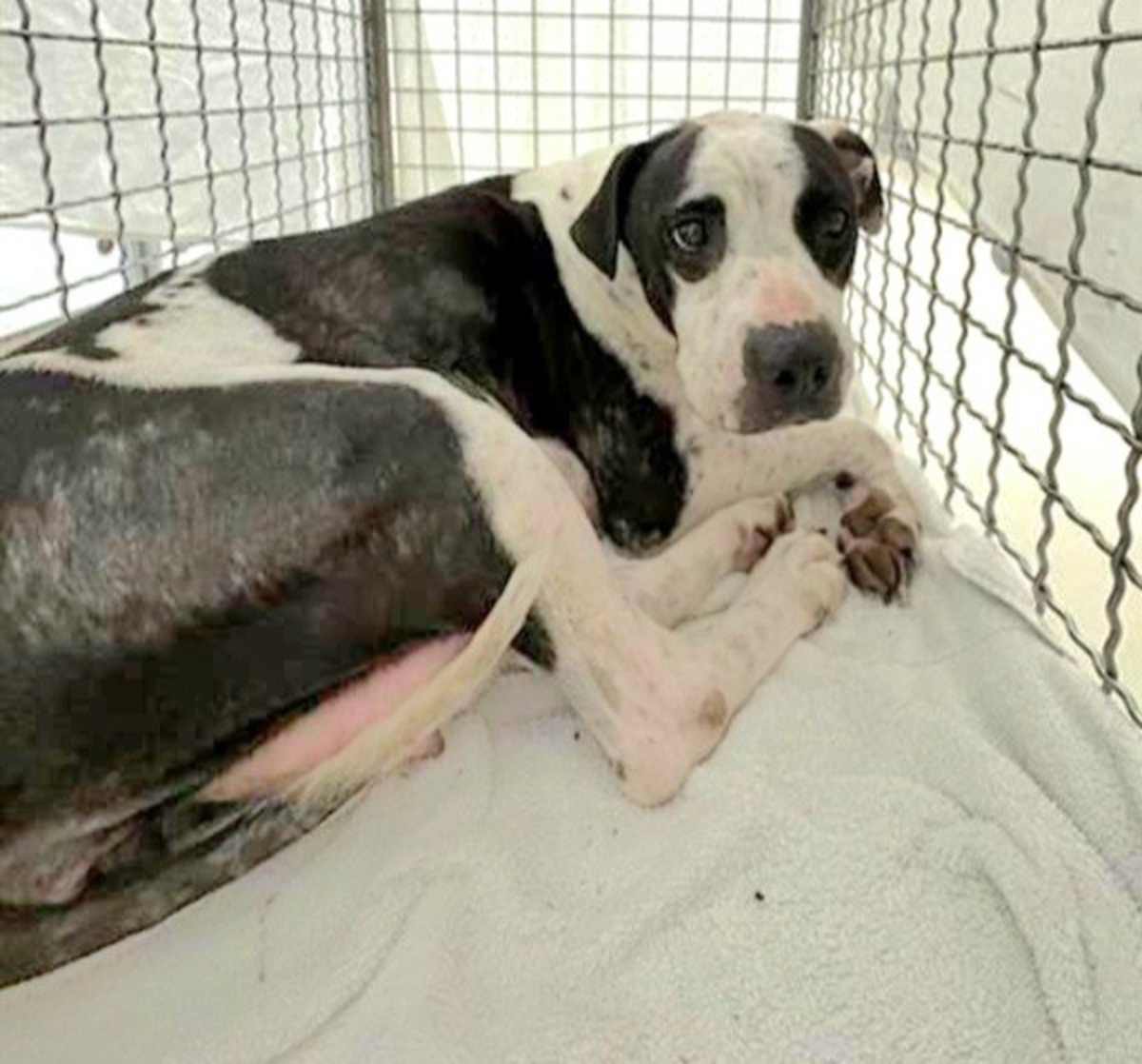 LADY - American Pit Bull Terrier available for adoption