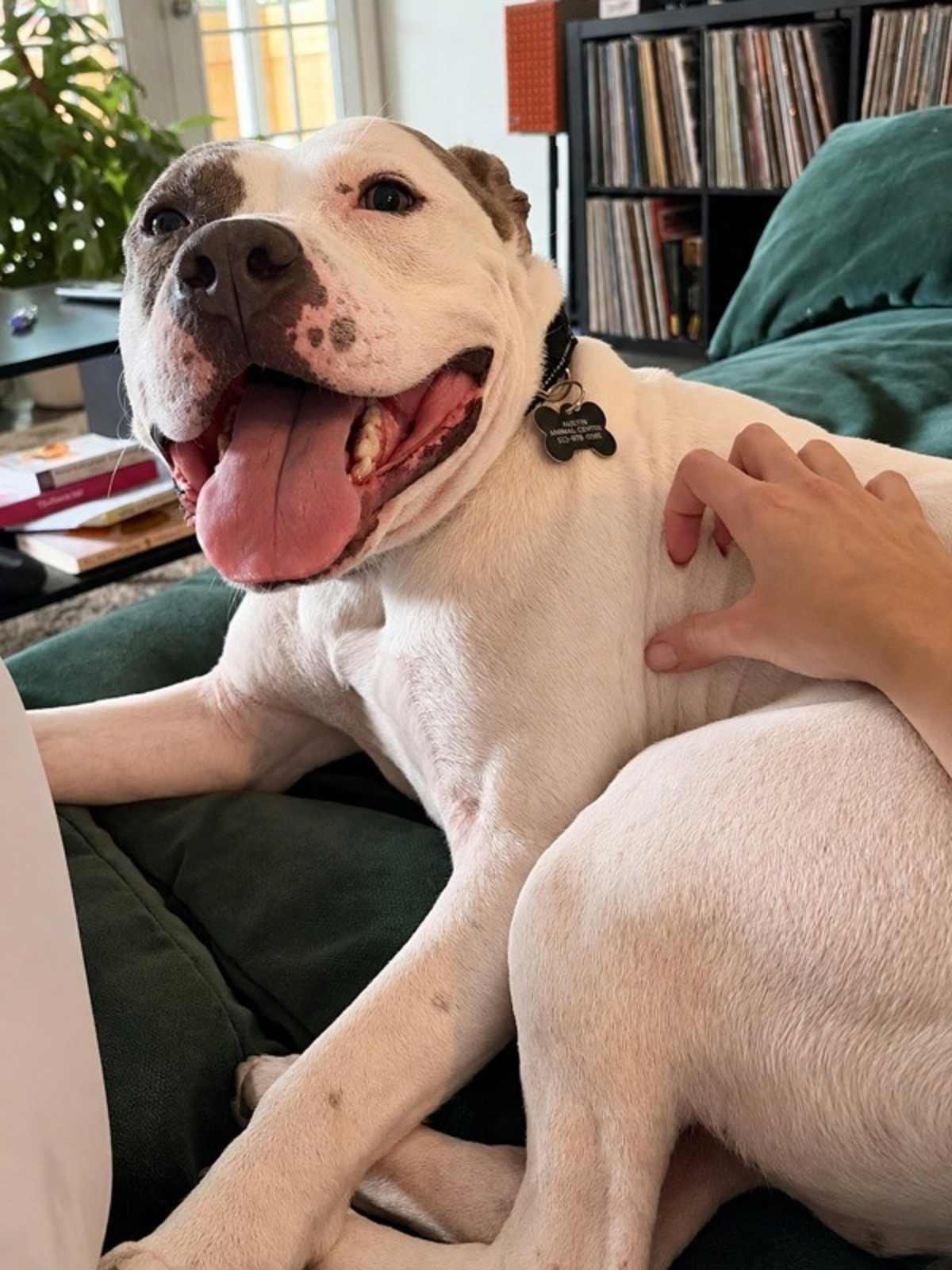 CHICO - American Pit Bull Terrier available for adoption