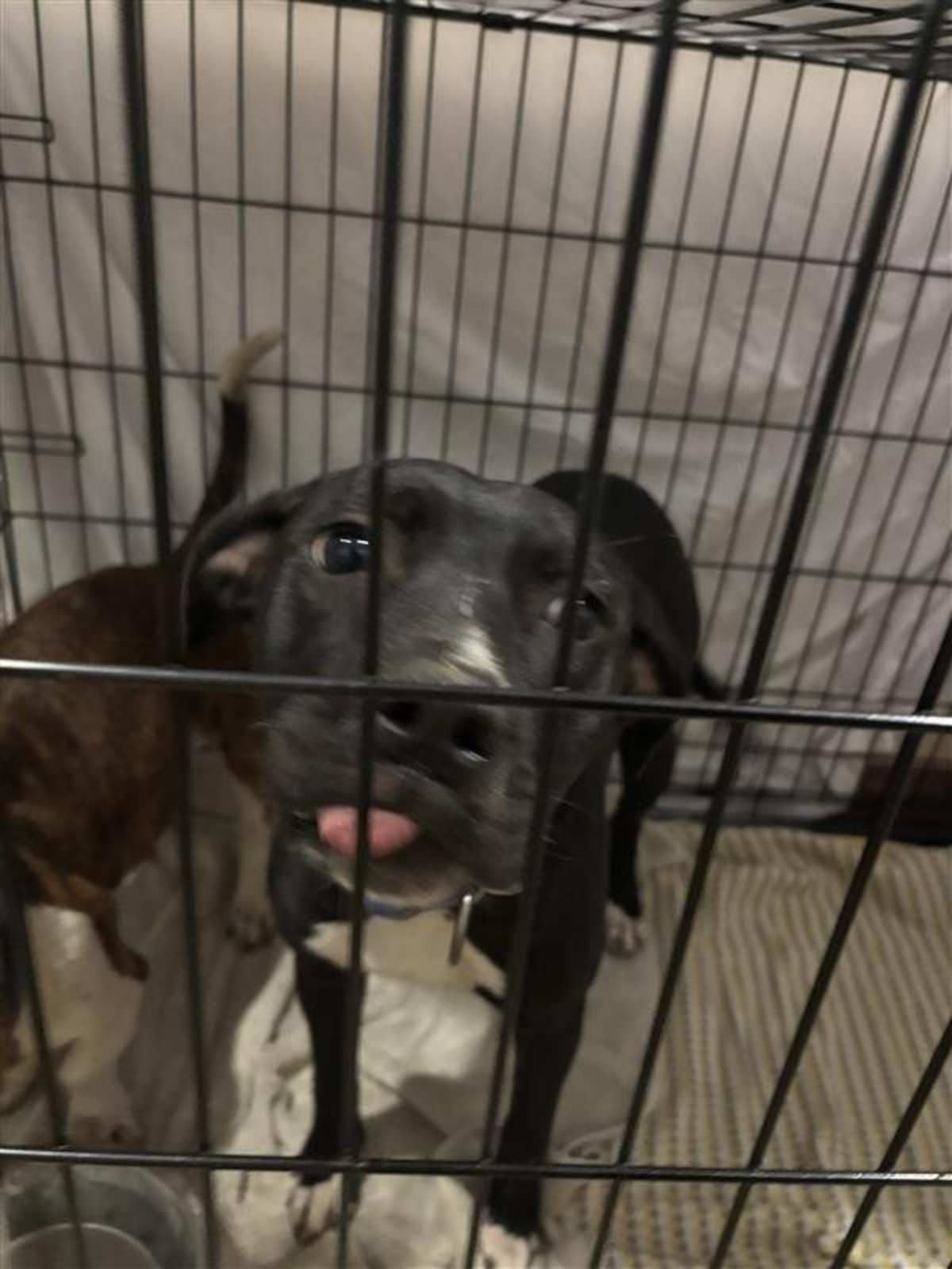 JAVA - American Pit Bull Terrier / Beagle available for adoption