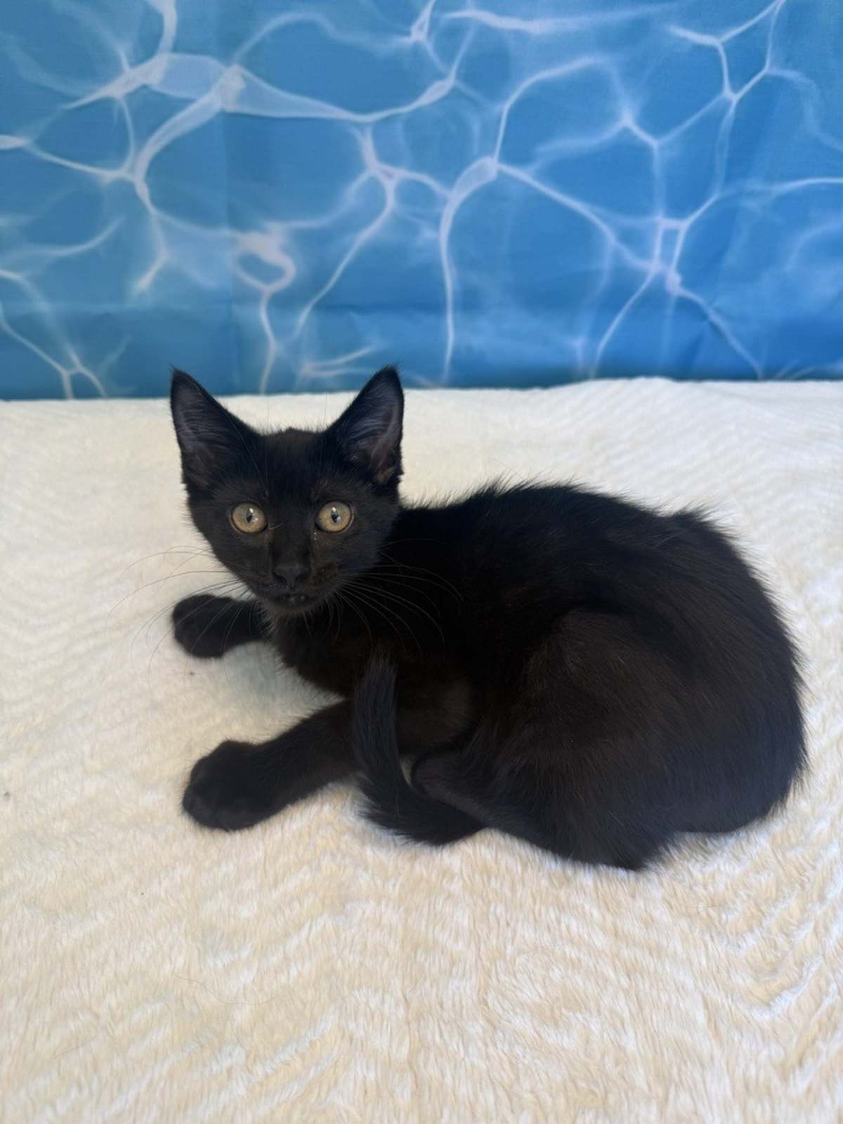 LILETTA - Domestic Shorthair for adoption in Naperville