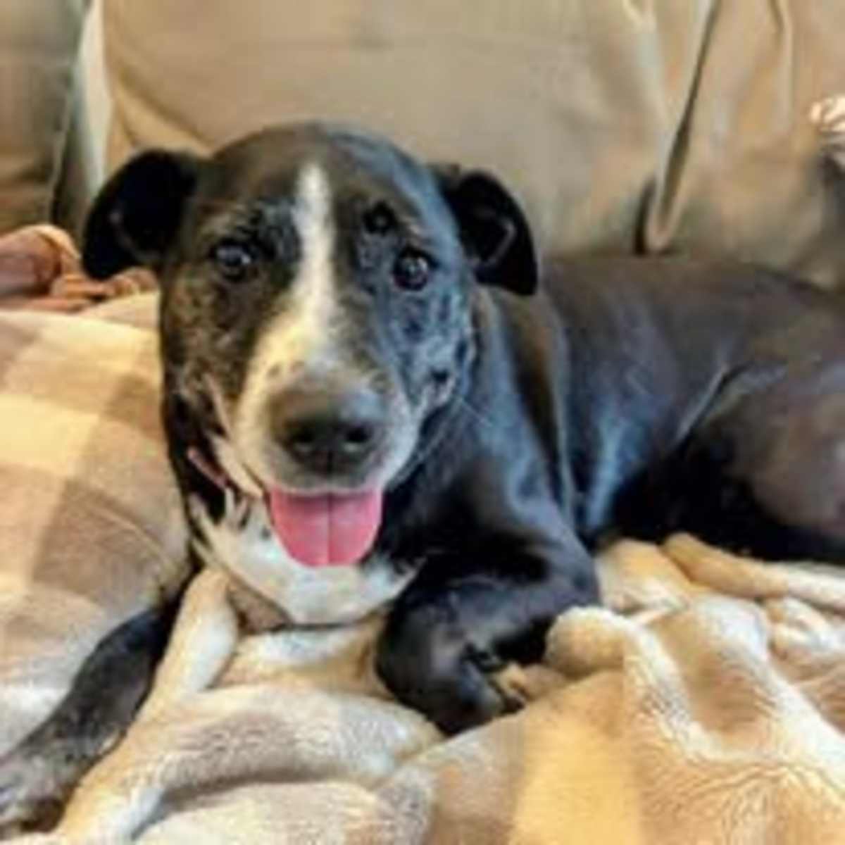 LUNA - Australian Cattle Dog / Labrador Retriever available for adoption