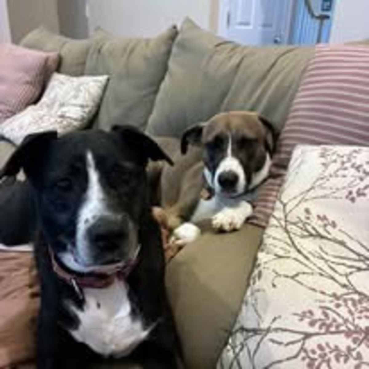 LUNA - Australian Cattle Dog / Labrador Retriever available for adoption