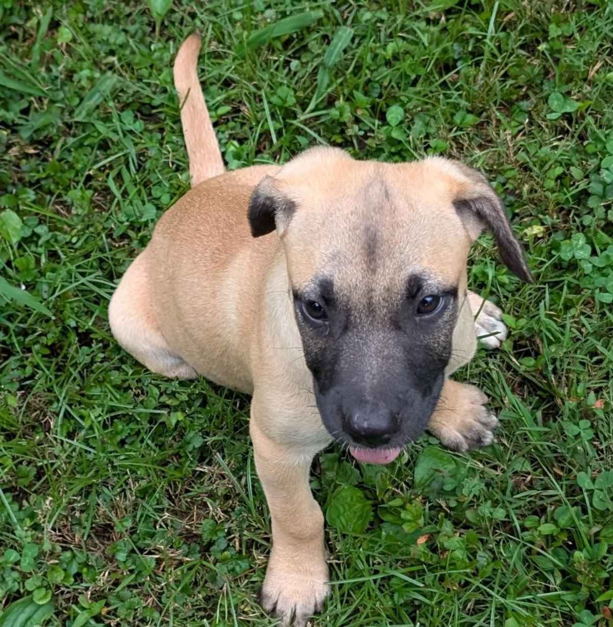CHARLOTTE - Labrador Retriever / Boxer available for adoption