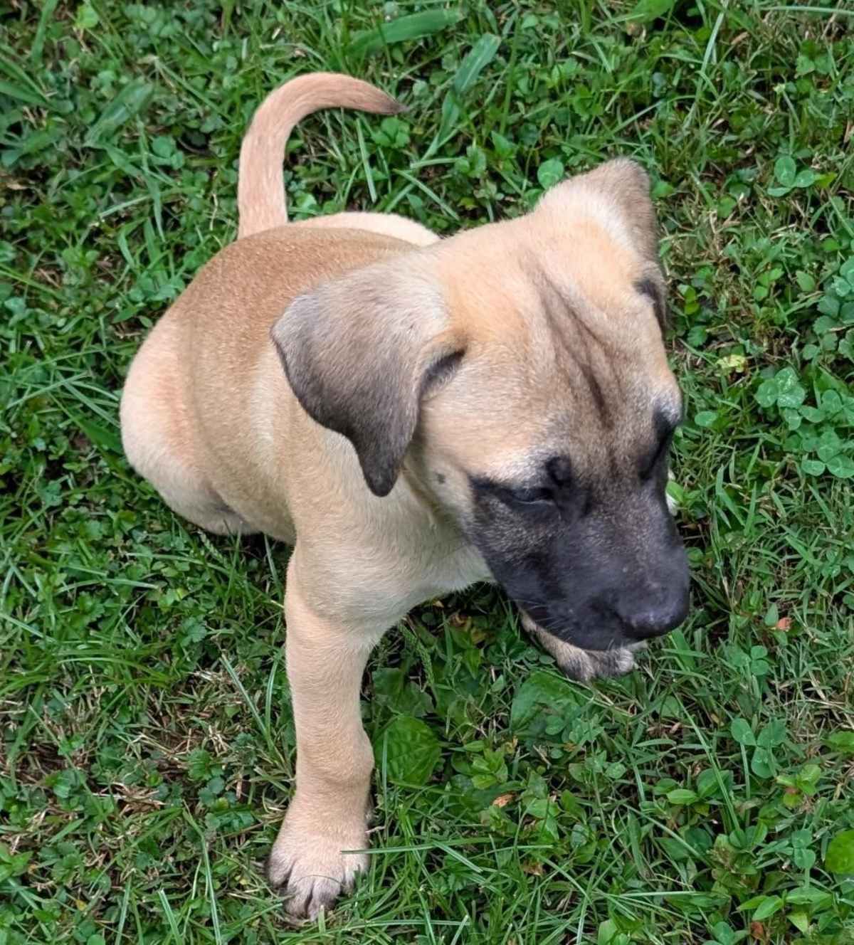 CHARLOTTE - Labrador Retriever / Boxer available for adoption