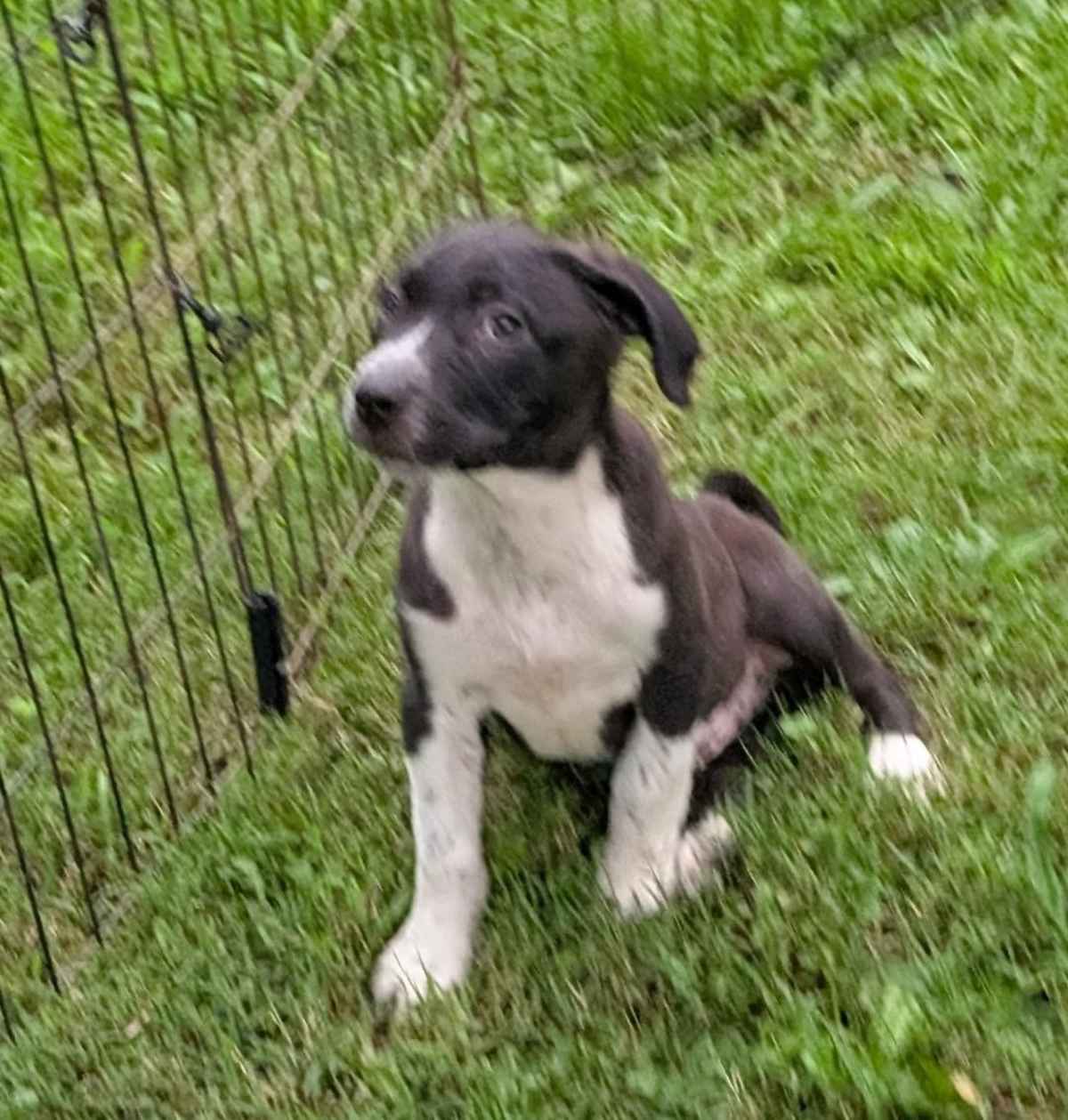 DALLAS - Labrador Retriever / Australian Cattle Dog available for adoption