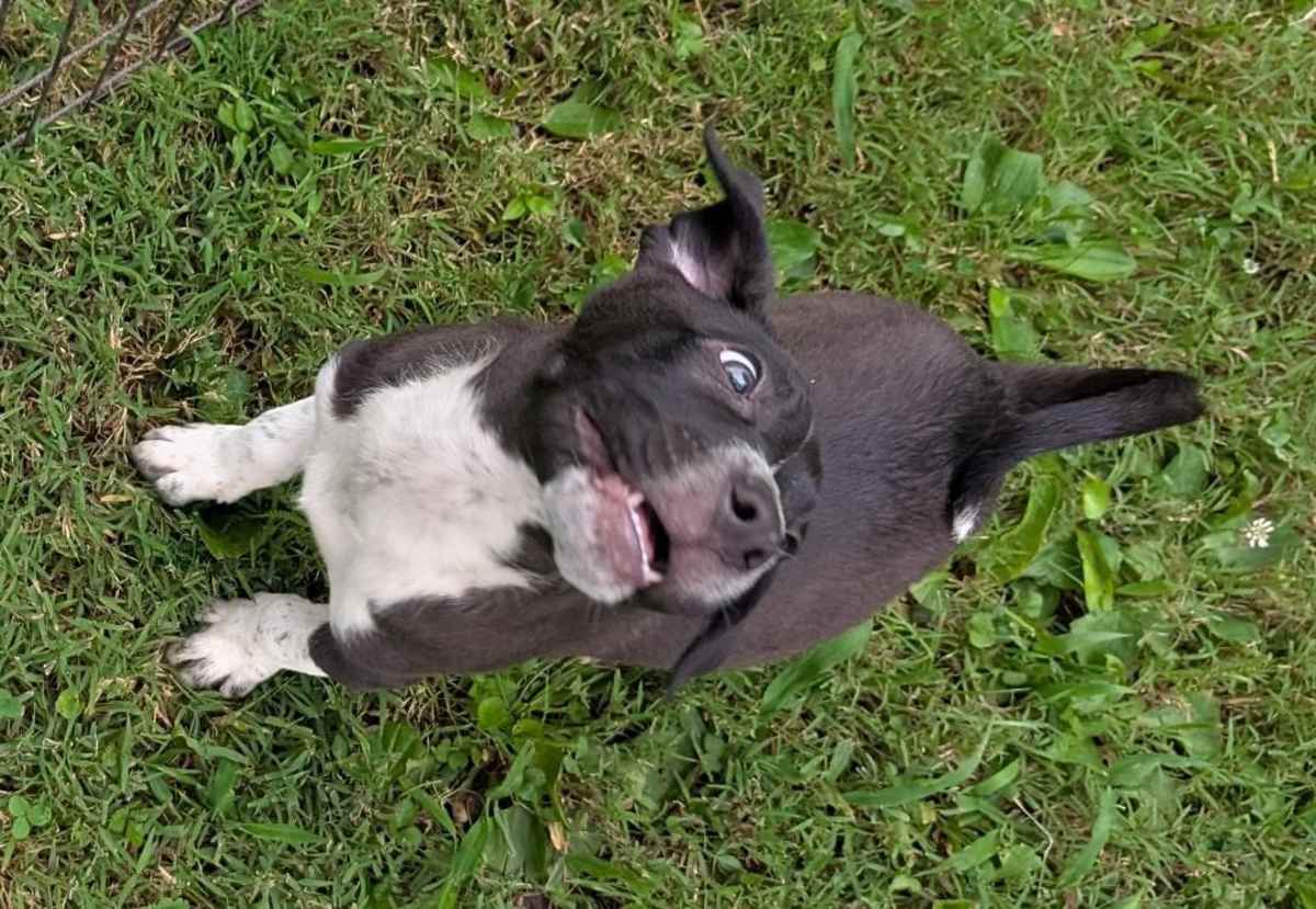 DALLAS - Labrador Retriever / Australian Cattle Dog available for adoption