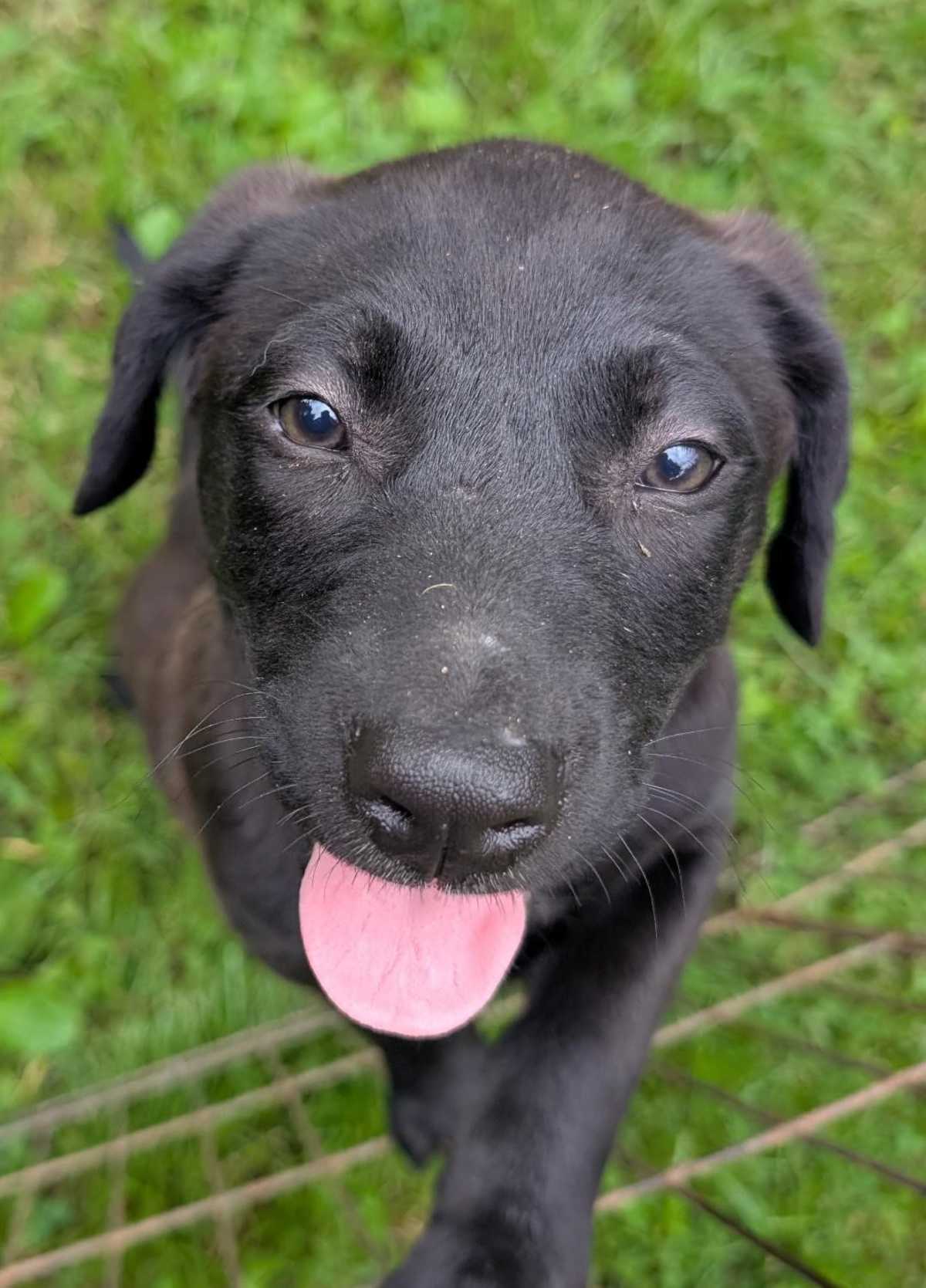 FLORENCE - Labrador Retriever / Australian Cattle Dog available for adoption