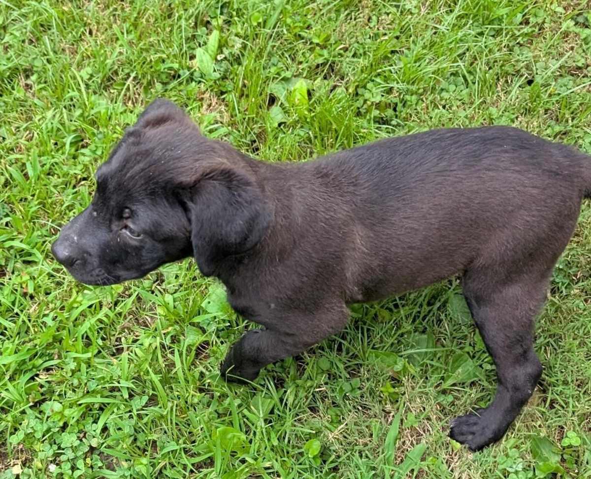 FLORENCE - Labrador Retriever / Australian Cattle Dog available for adoption