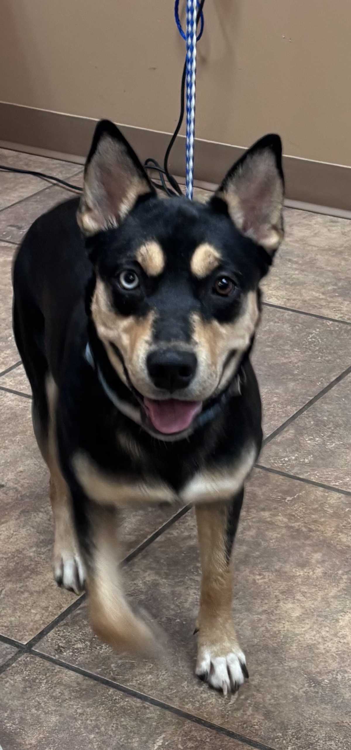 STORMY - Australian Cattle Dog / Labrador Retriever available for adoption