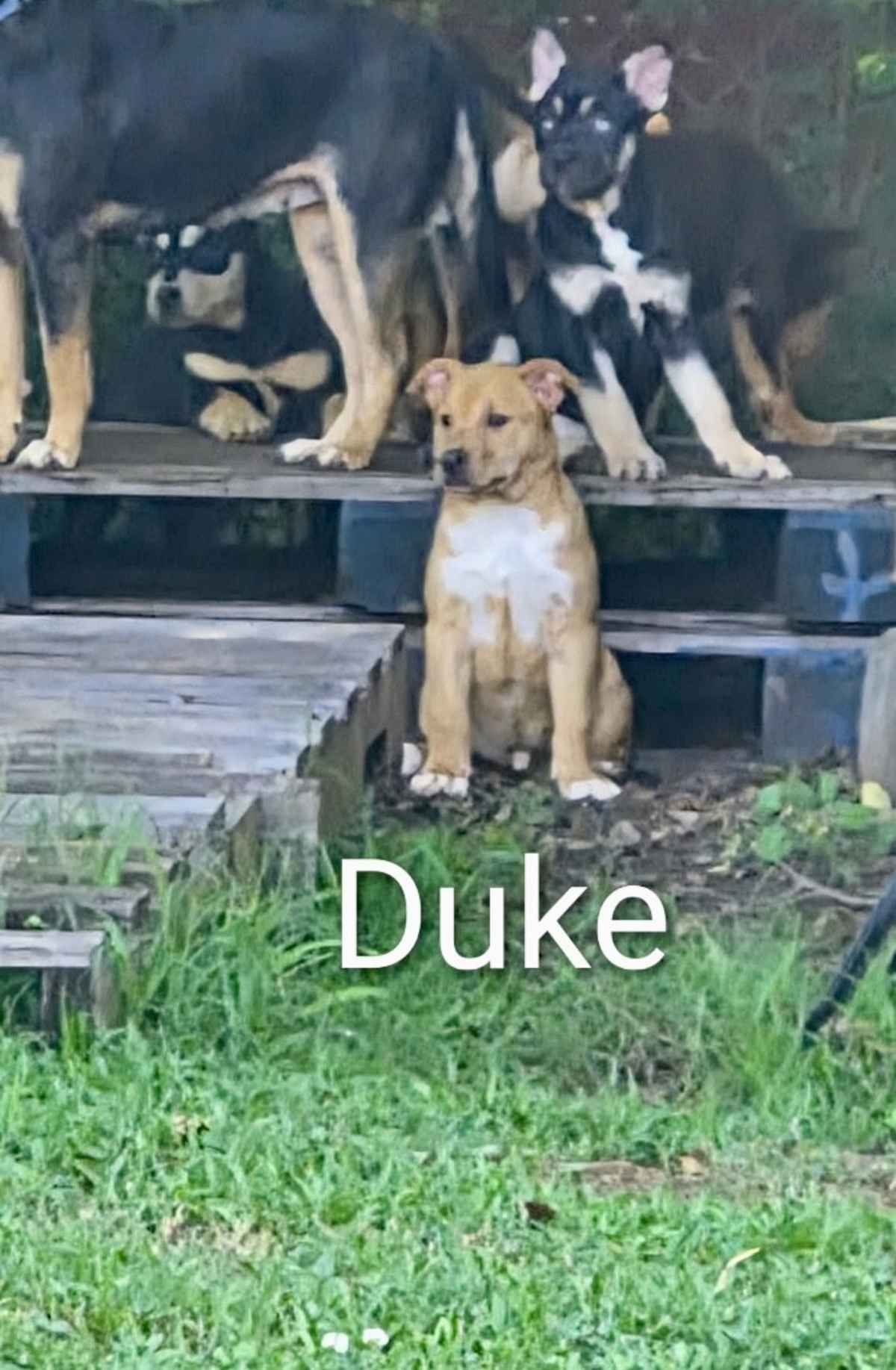 DUKE - Australian Shepherd / Labrador Retriever available for adoption