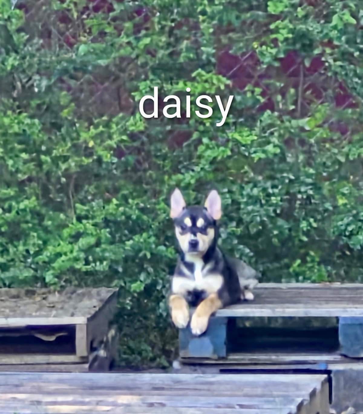 DAISY ~ SWEETEST GIRL ~ - Australian Shepherd / Husky available for adoption