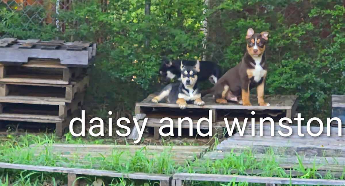 DAISY ~ SWEETEST GIRL ~ - Australian Shepherd / Husky available for adoption