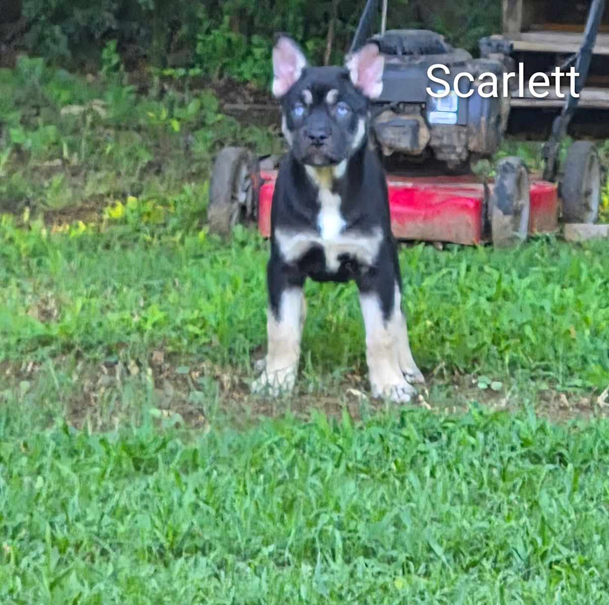 SCARLETT~GORGEOUS BABY BLUES! - Husky / Australian Cattle Dog available for adoption
