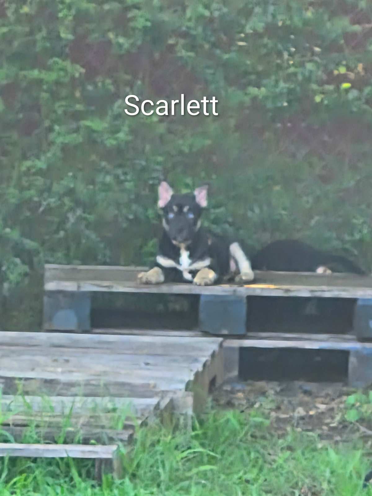 SCARLETT~GORGEOUS BABY BLUES! - Husky / Australian Cattle Dog available for adoption