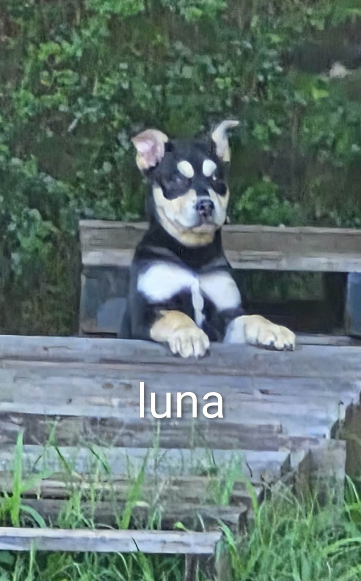 LUNA - Husky / Australian Shepherd available for adoption