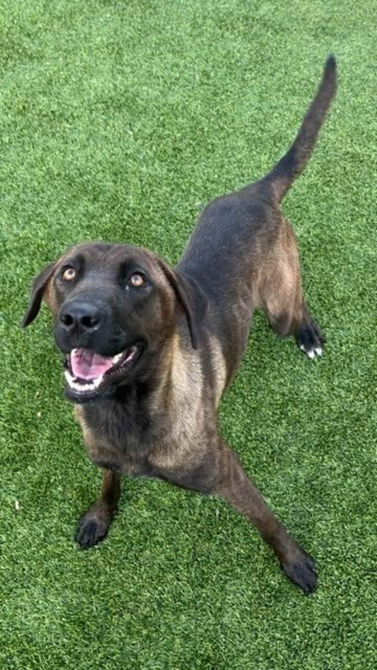 CANDY - German Shepherd Dog / Mixed Breed (Medium) for adoption in Fort Worth