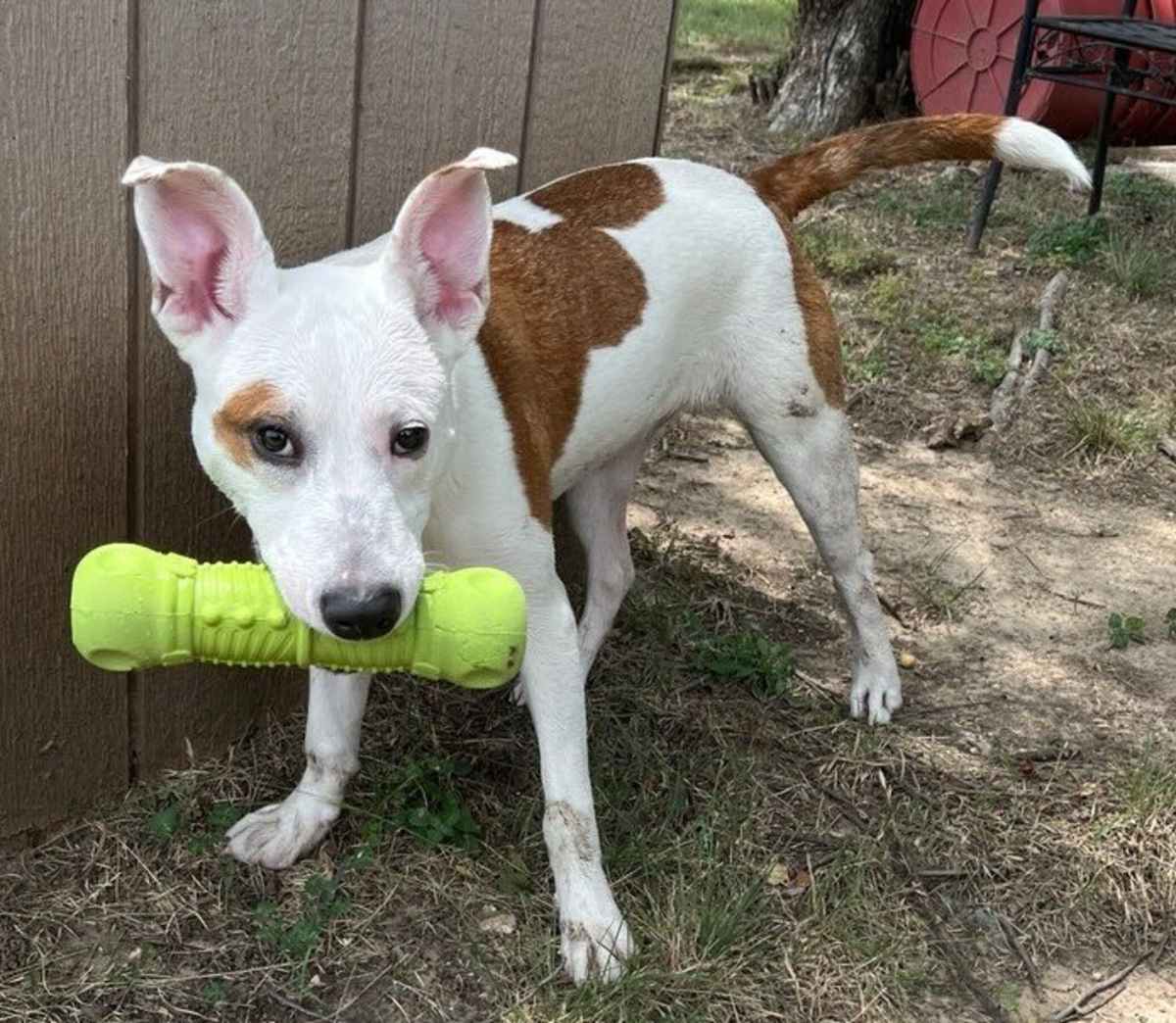 DIANA - American Pit Bull Terrier / Mixed Breed (Medium) available for adoption