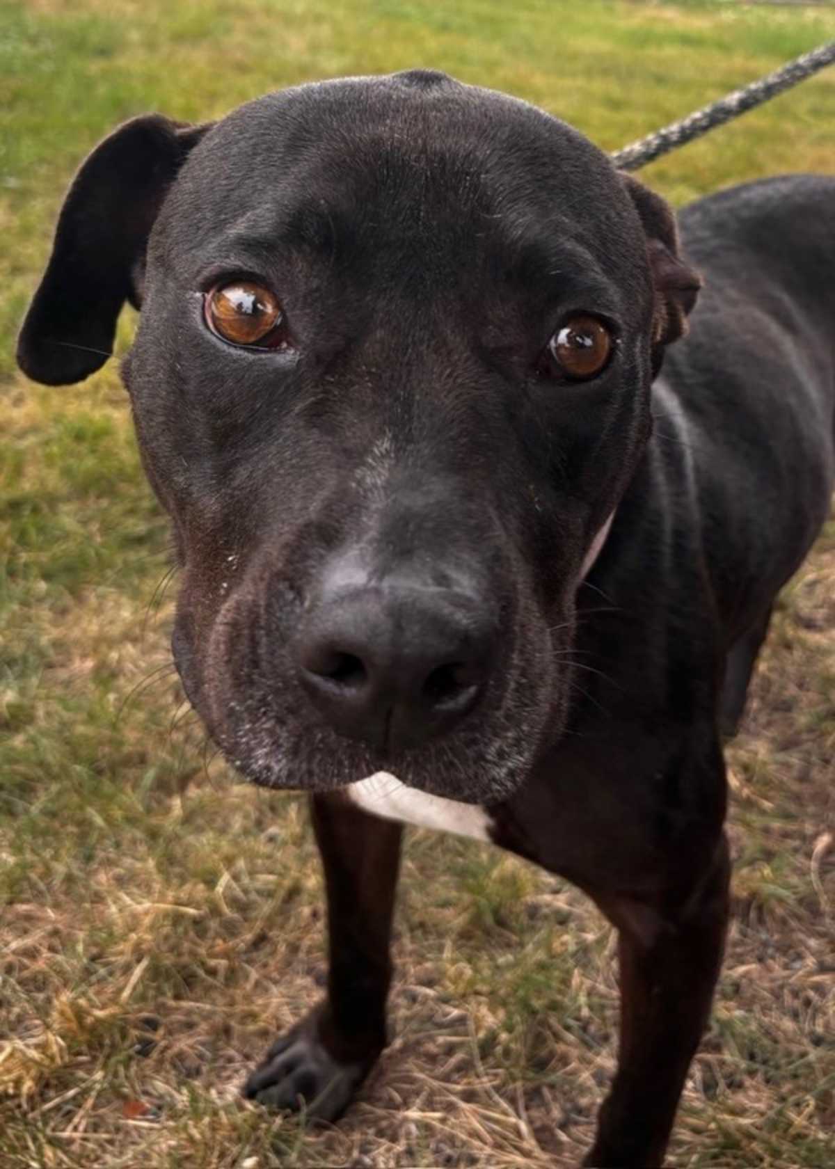 CHICKEN (IN FOSTER) - Pit Bull Terrier available for adoption