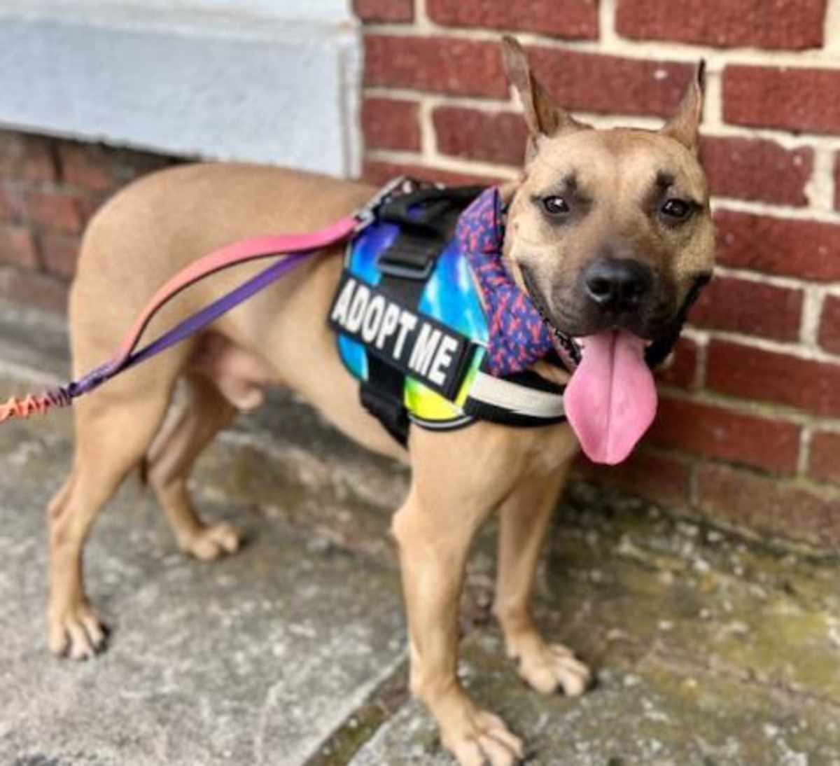 PARKER - American Pit Bull Terrier available for adoption