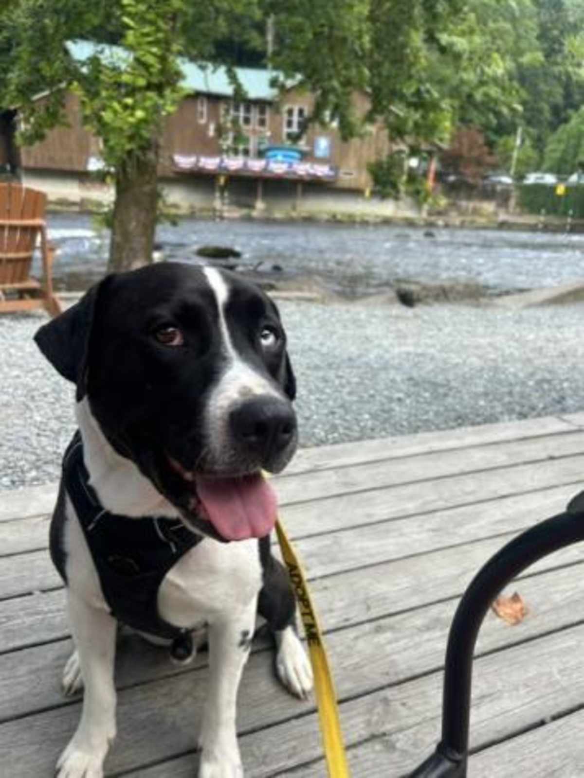 GRAHAM - Mixed Breed (Medium) available for adoption