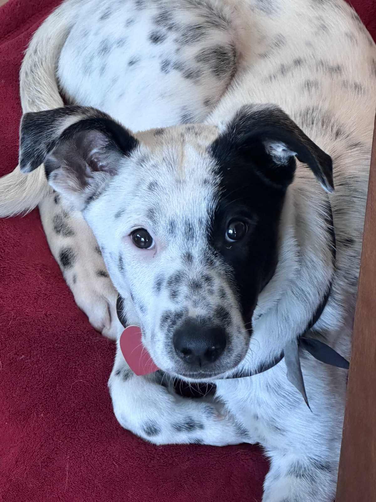 DOMINO - Australian Cattle Dog available for adoption