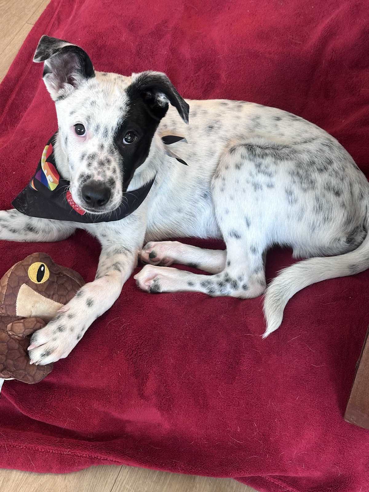 DOMINO - Australian Cattle Dog available for adoption