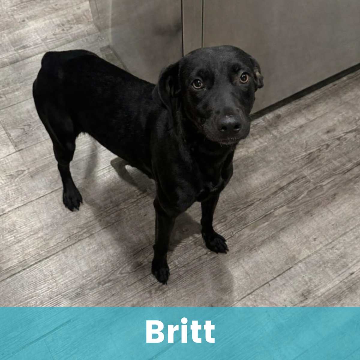 BRITT - Mixed Breed (Medium) for adoption in Rochester