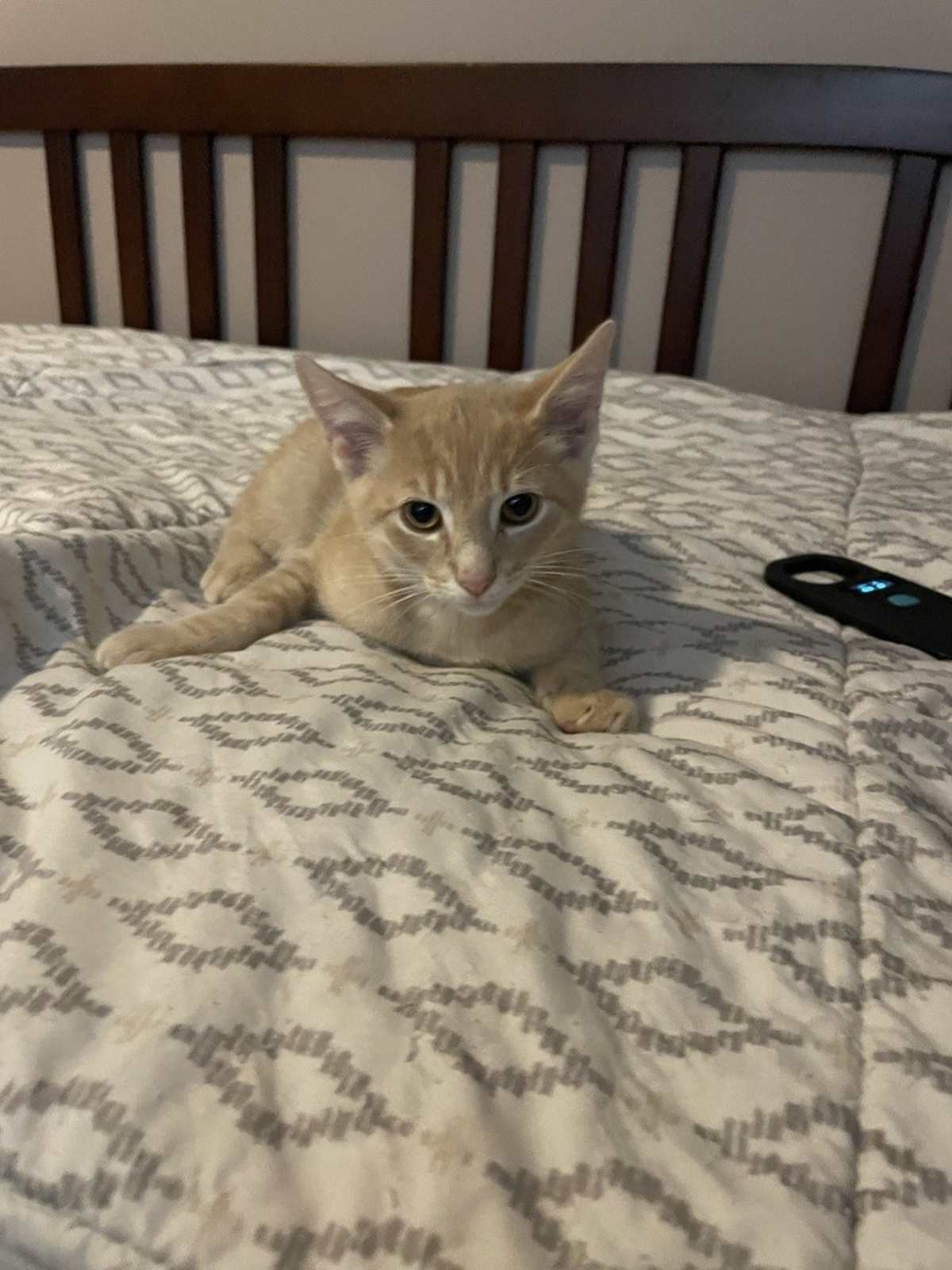 GRILLY IDOL - Domestic Shorthair for adoption in Wilmington