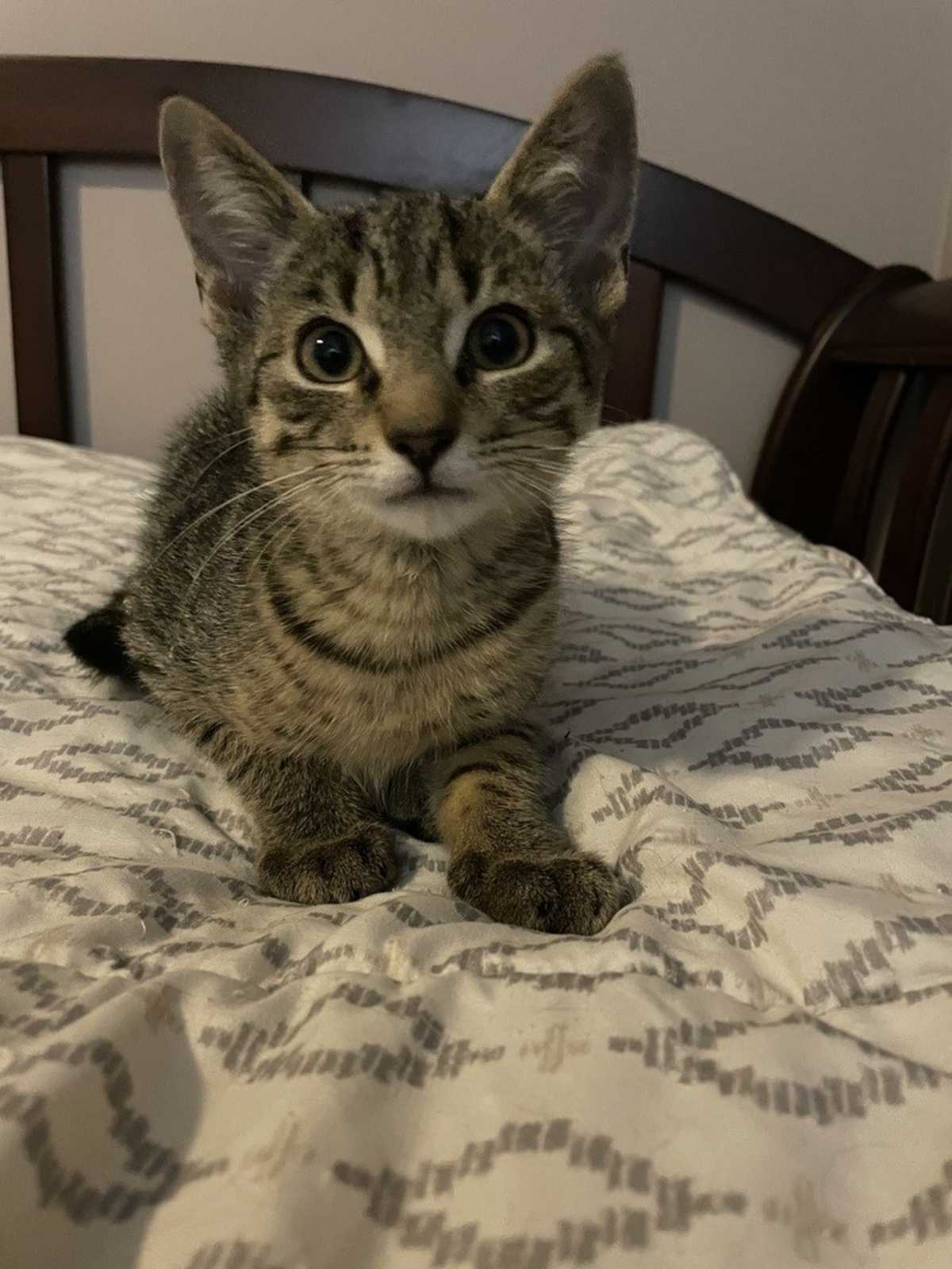 PHILLY COLLINS - Domestic Shorthair for adoption in Wilmington