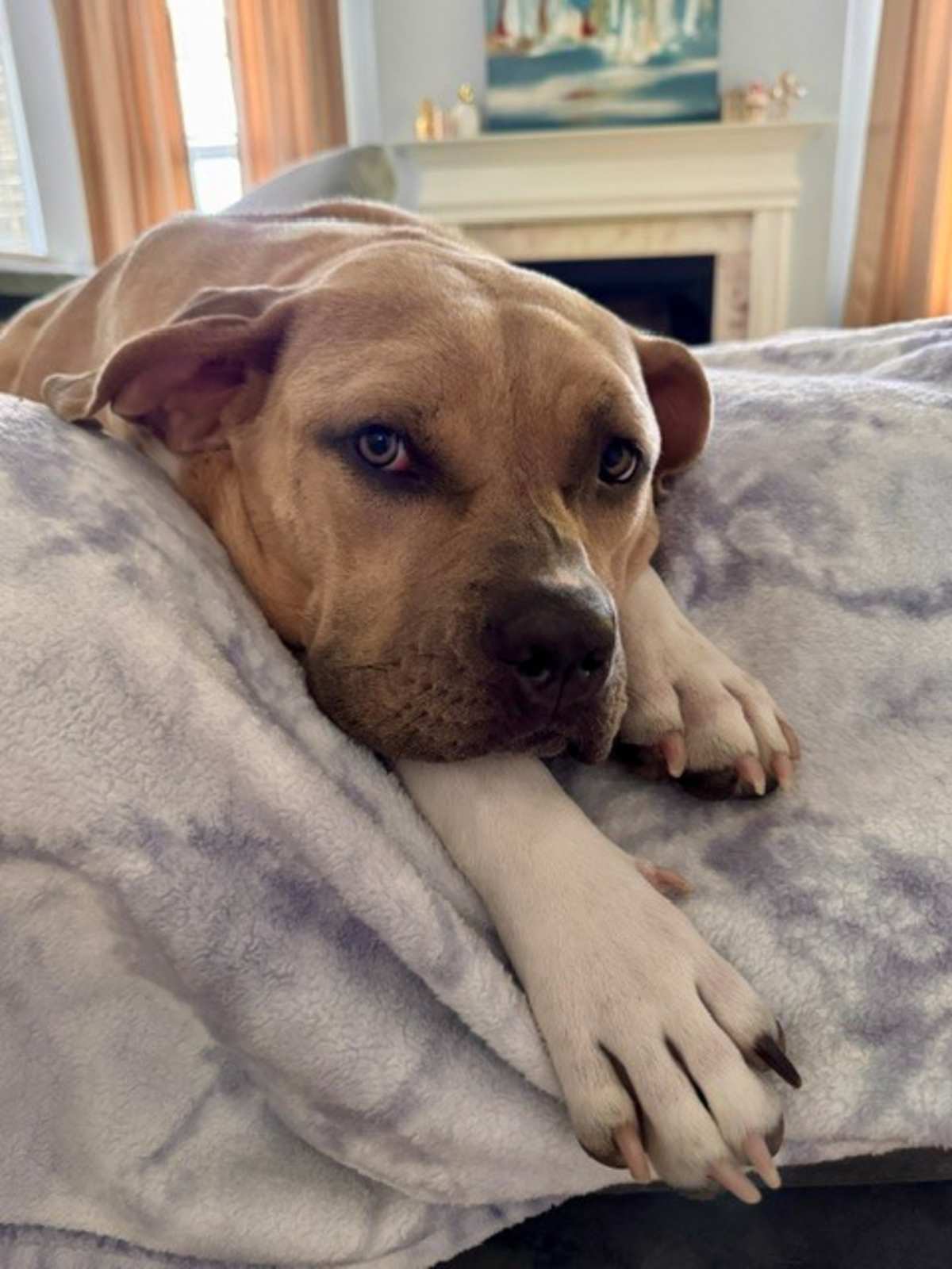 LUCY - American Pit Bull Terrier available for adoption