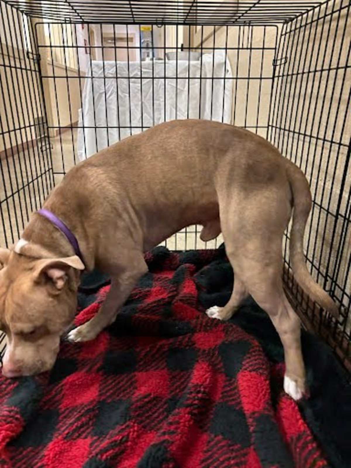 CHARMING - American Pit Bull Terrier available for adoption