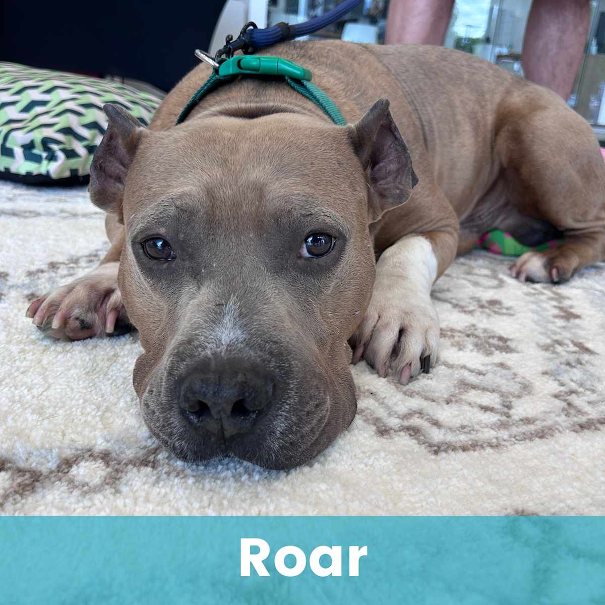 ROAR - Mixed Breed (Medium) for adoption in Rochester