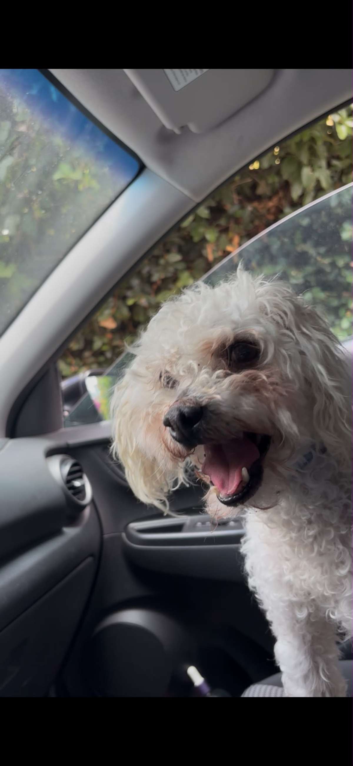 BELLMONT - Miniature Poodle available for adoption