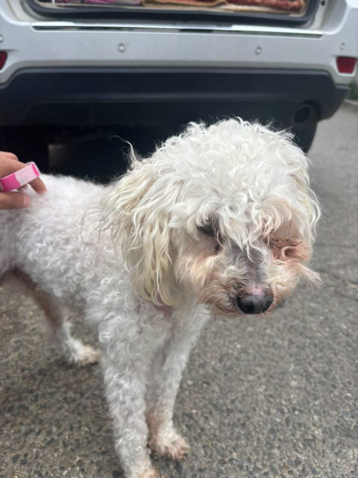 BELLMONT - Miniature Poodle available for adoption