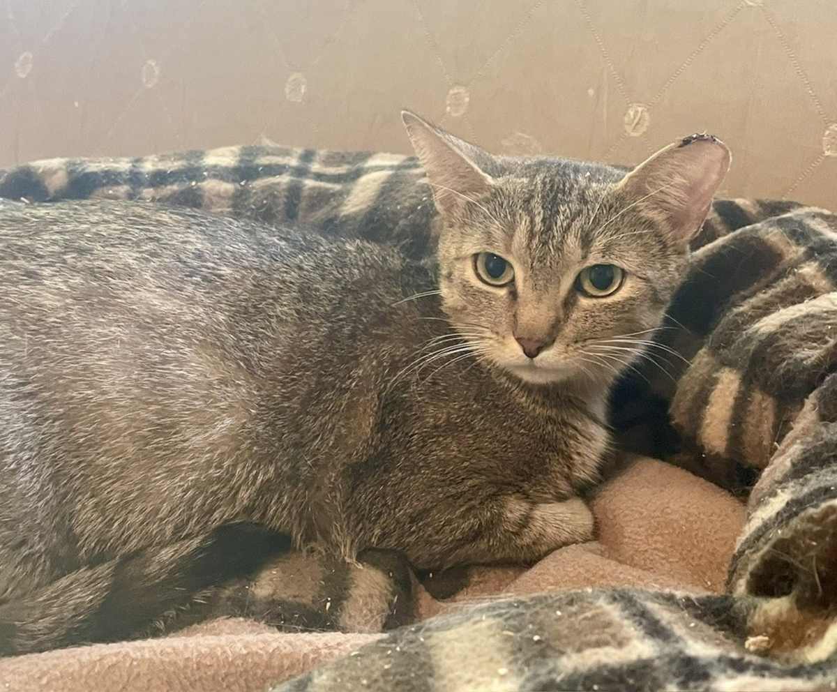 THIN GLIZZY - Domestic Shorthair for adoption in Wilmington