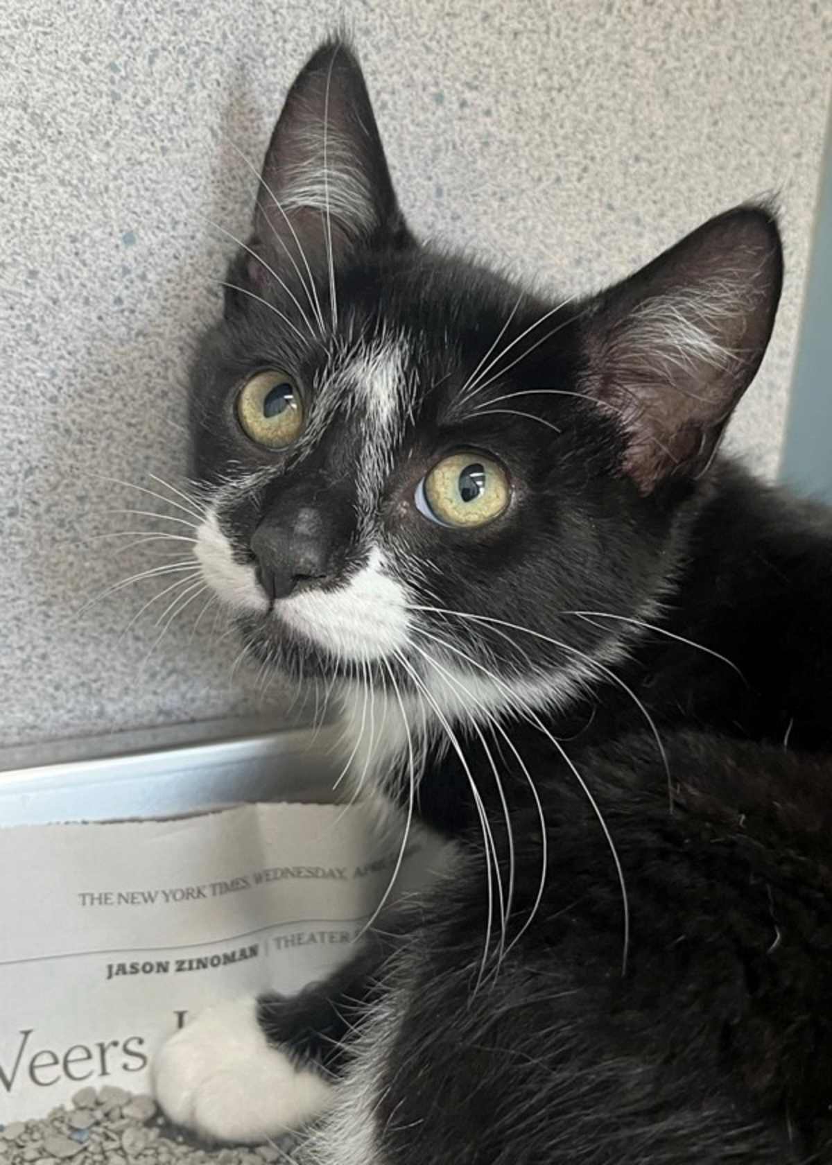 CHAOS - Domestic Shorthair available for adoption