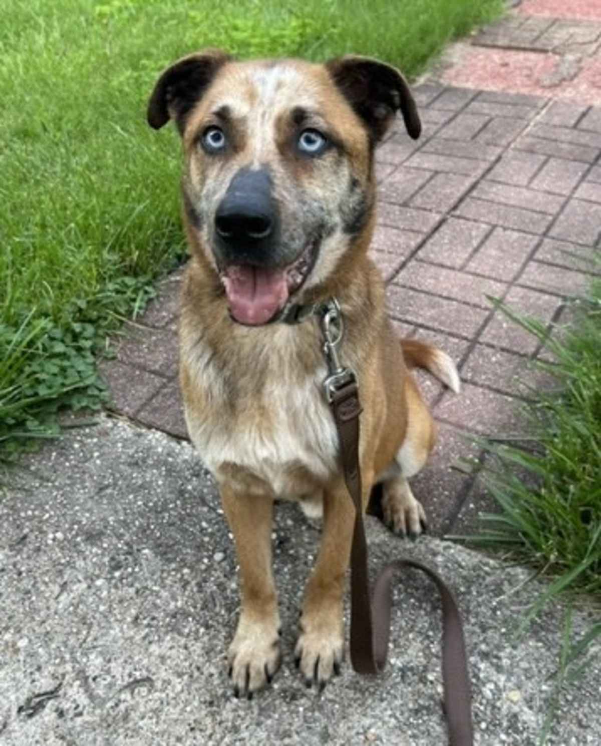 PUMPKIN MUFFIN - Cattle Dog for adoption in Aurora